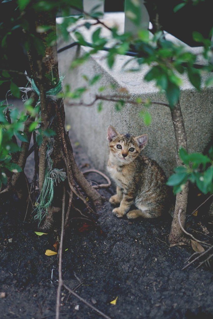 Thai kitten in garden