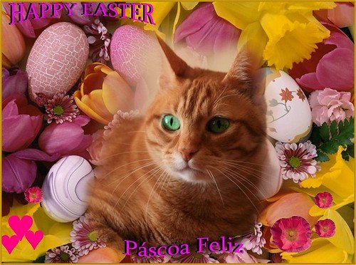 cat easter theme