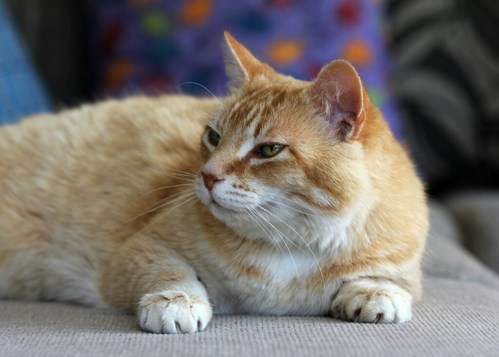 orange tabby cat lying on gray textile