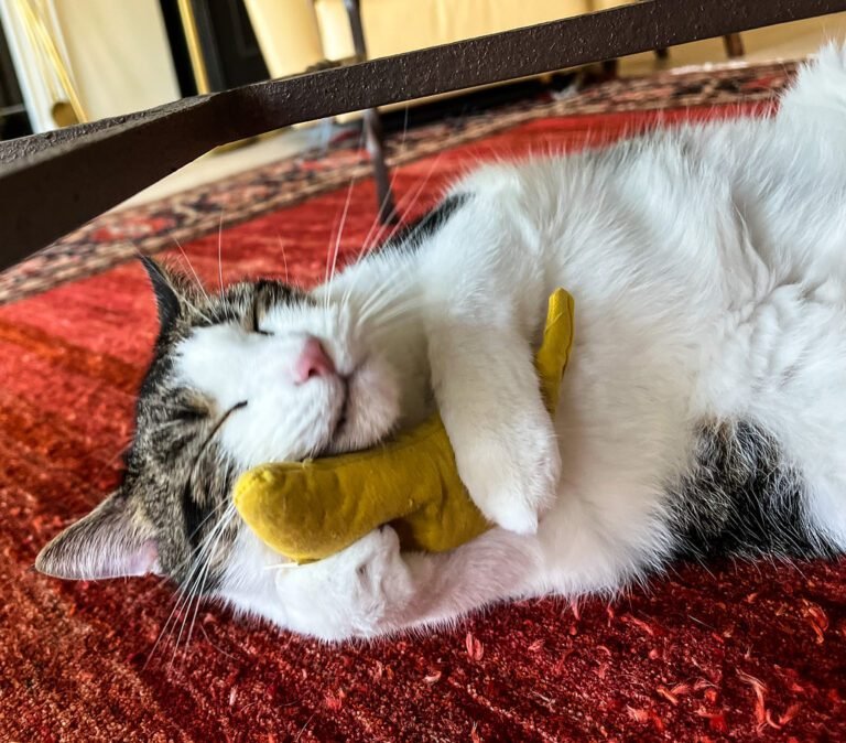 cat with catnip toy