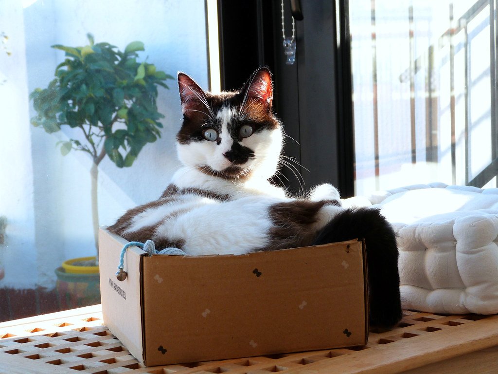 cat in box