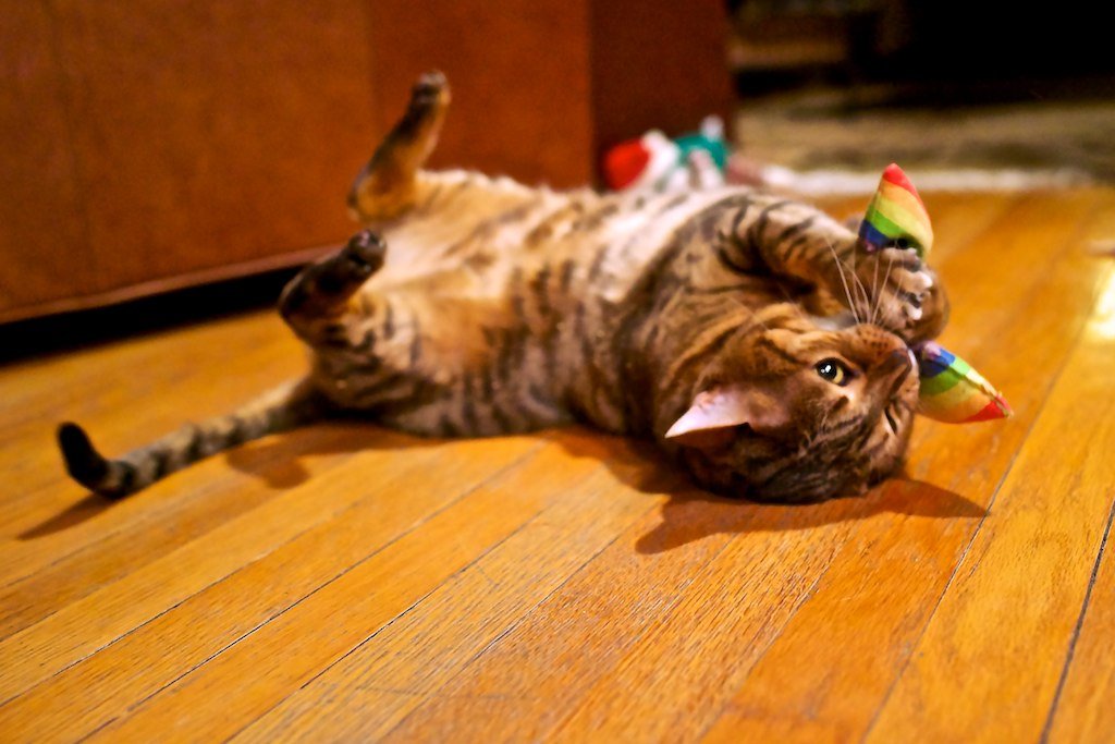 cat with catnip toy