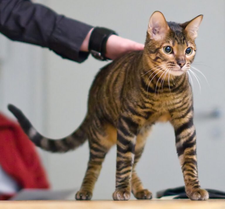 Toyger