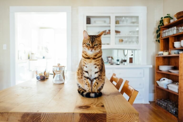 orange and white tabby cat sitting on brown wooden table in kitchen room