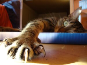 cat lying down with claws out