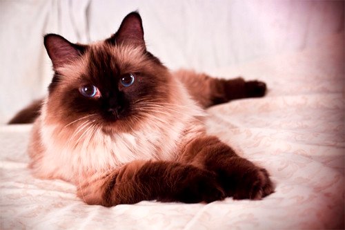 Ragdoll cat