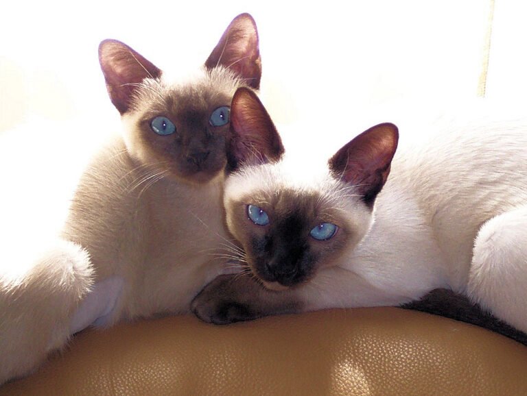 tonkinese dog cat