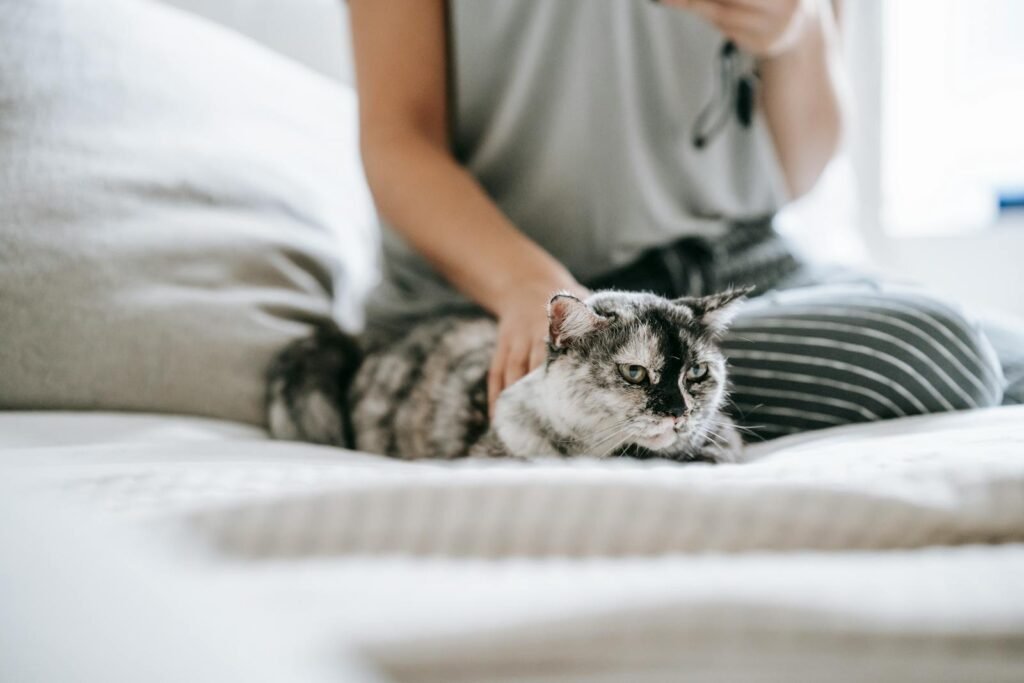 Unrecognizable female in casual clothes stroking dappled cat lying on blanket in cozy bedroom during weekend on blurred background in flat