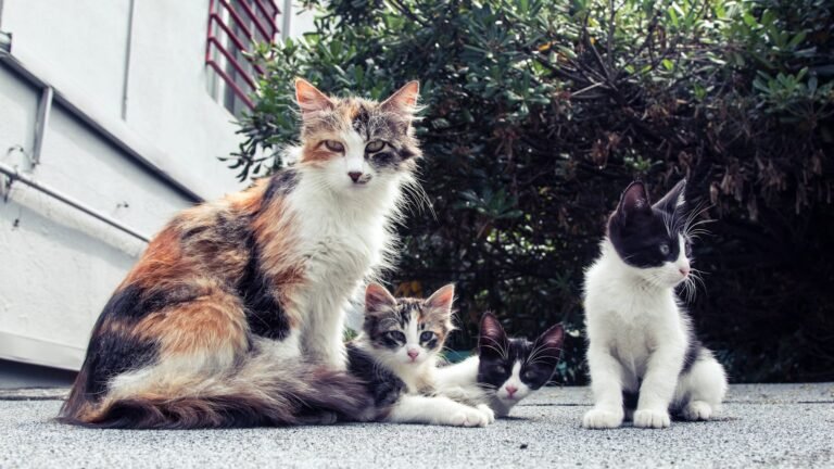 White and Black Long Fur Cat