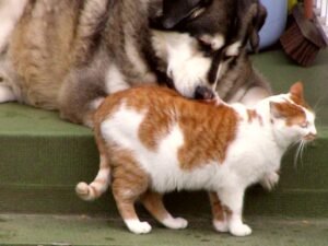 dog and cat